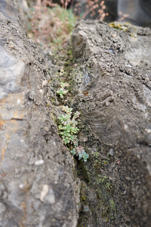 Sedum dasyphyllum plants on the rocksの写真素材