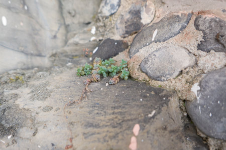 Sedum dasyphyllum plants on the rocksの写真素材