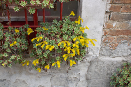 Sedum Palmeri Yellow Flowersの写真素材