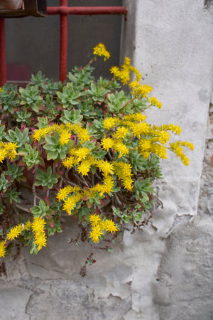 Sedum Palmeri Yellow Flowersの写真素材
