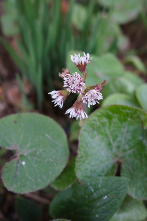 Petasites pyrenaicus in bloomの写真素材