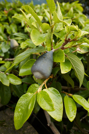 Ficus pumila branch close up with fruitの写真素材