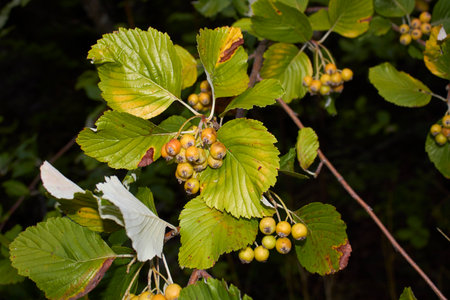 Sorbus aria branch close upの写真素材