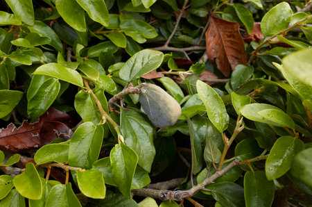 Ficus pumila branch close up with fruitの写真素材