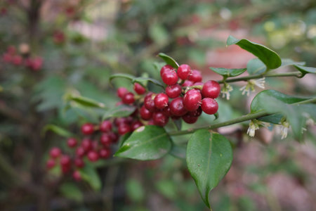 Sarcococca ruscifolia branch close upの写真素材