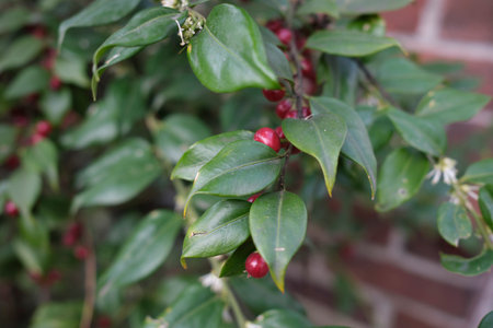 Sarcococca ruscifolia branch close upの写真素材