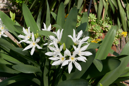 Pancratium illyricum white flower close upの写真素材