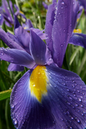 Iris hollandica colorful flowers close upの写真素材