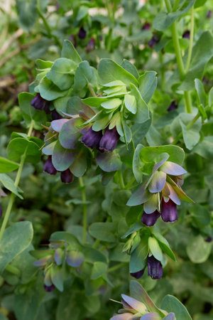 purple inflorescence of Cerinthe major plantの写真素材