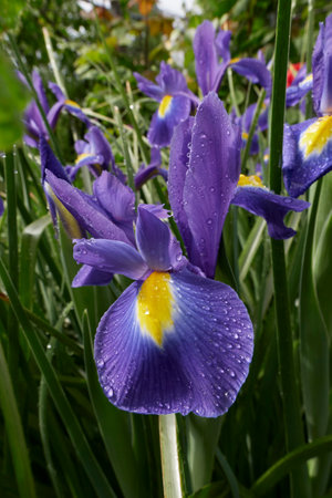 Iris hollandica colorful flowers close upの写真素材