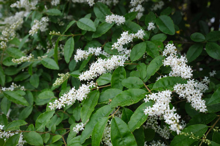Ligustrum sinense shrub in bloomの写真素材