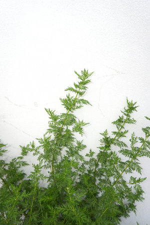 Artemisia Annua plant close upの写真素材