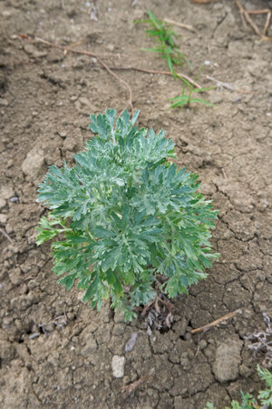 Artemisia absinthium plantationの写真素材