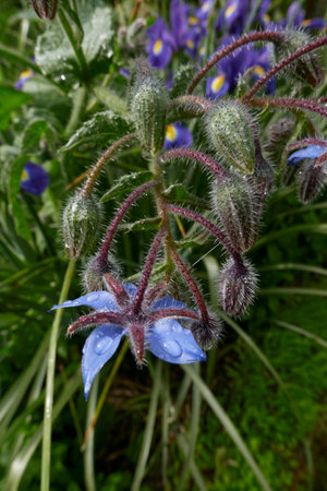 Borago officinalis plant in bloomの写真素材