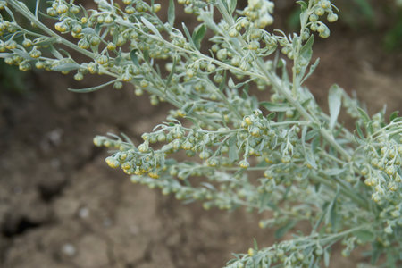 Artemisia absinthium plantationの写真素材