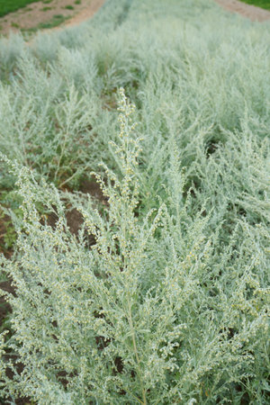 Artemisia absinthium plantationの写真素材