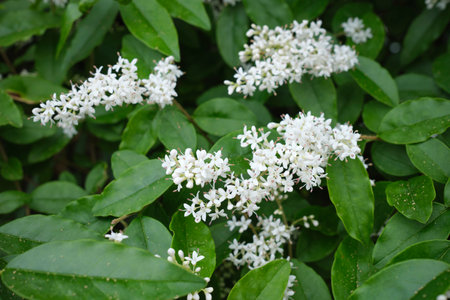 Ligustrum sinense shrub in bloomの写真素材
