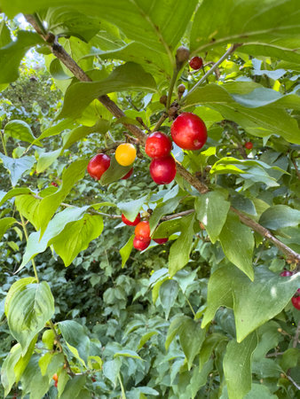Cornus mas branch close up with ripe fruitsの写真素材