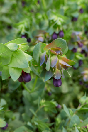 purple inflorescence of Cerinthe major plantの写真素材