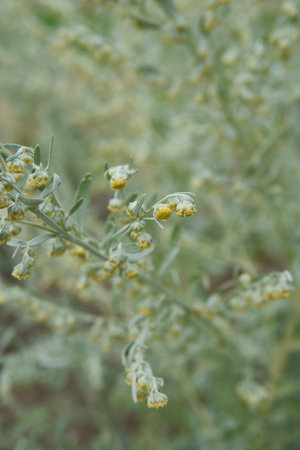 Artemisia absinthium plantationの写真素材