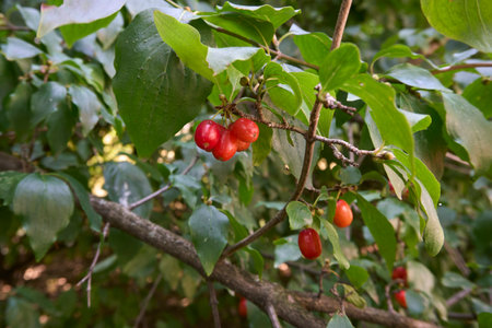 Cornus mas branch close up with ripe fruitsの写真素材