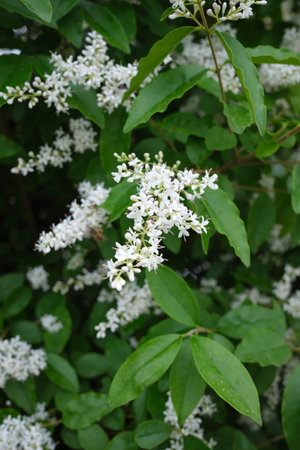 Ligustrum sinense shrub in bloomの写真素材