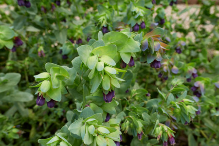 purple inflorescence of Cerinthe major plantの写真素材