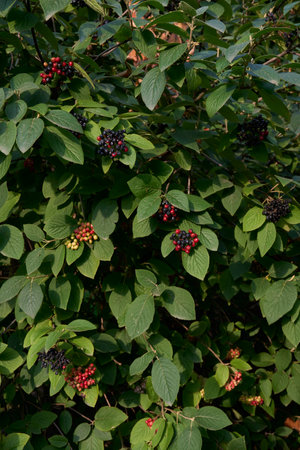 Viburnum lantana branch with fruitsの写真素材