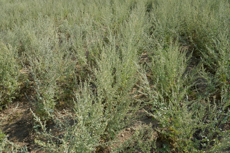 Artemisia absinthium plantationの写真素材