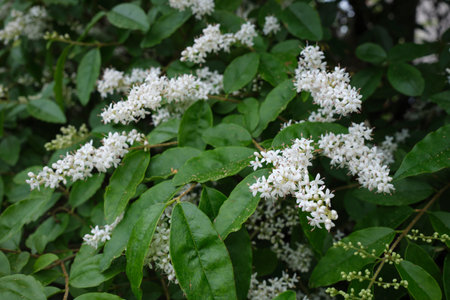 Ligustrum sinense shrub in bloomの写真素材