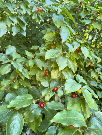 Cornus mas branch close up with ripe fruitsの写真素材