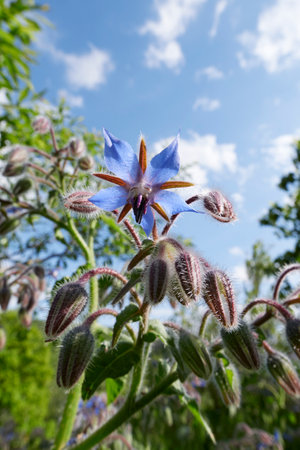 Borago officinalis plant in bloomの写真素材