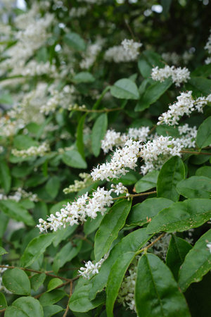 Ligustrum sinense shrub in bloomの写真素材