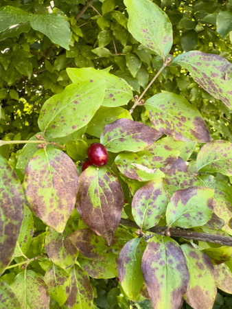 Cornus mas branch close up with ripe fruitsの写真素材