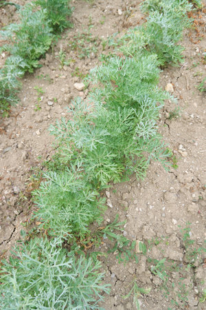Artemisia absinthium plantationの写真素材