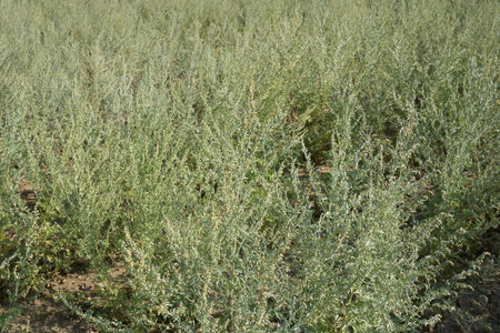 Artemisia absinthium plantationの写真素材
