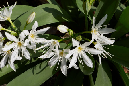 Pancratium illyricum white flower close upの写真素材