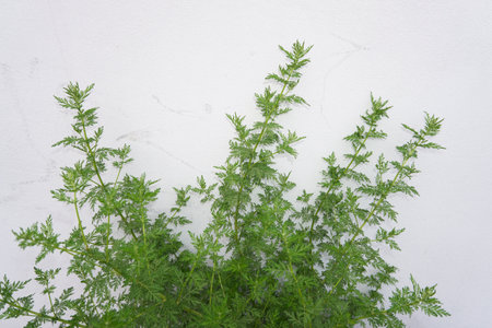 Artemisia Annua plant close upの写真素材