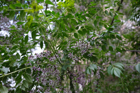 Melia azedarach tree in bloomの写真素材