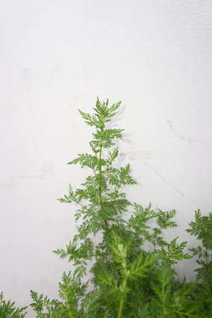 Artemisia Annua plant close up