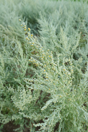 Artemisia absinthium plantationの写真素材