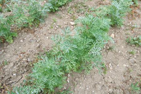 Plantationの写真素材