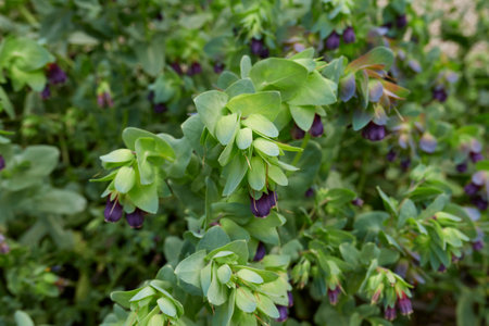 purple inflorescence of Cerinthe major plantの写真素材
