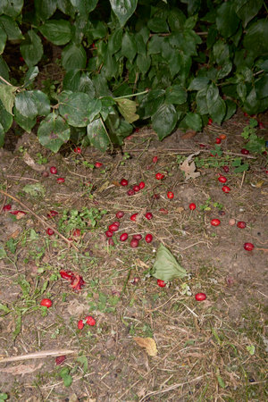 Cornus mas branch close up with ripe fruitsの写真素材