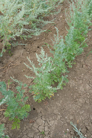 Artemisia absinthium plantationの写真素材
