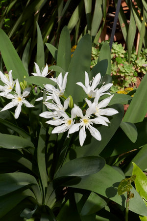 Pancratium illyricum white flower close upの写真素材