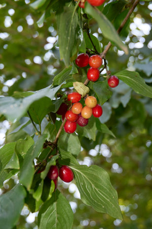 Cornus mas branch close up with ripe fruitsの写真素材