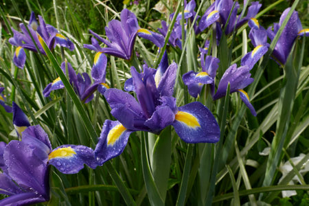 Iris hollandica colorful flowers close upの写真素材