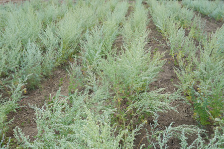 Artemisia absinthium plantationの写真素材