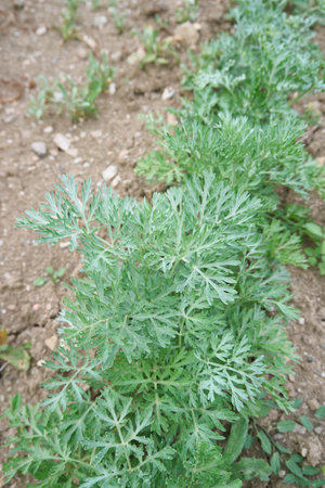 Artemisia absinthium plantationの写真素材